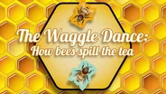 Do bees gossip to each other??  Umm… yeah!