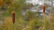 Predator plants
