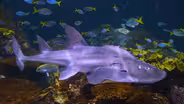 Endangered Bowmouth Guitarfish at Shedd Aquarium