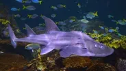 Endangered Bowmouth Guitarfish at Shedd Aquarium