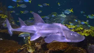 Endangered Bowmouth Guitarfish at Shedd Aquarium