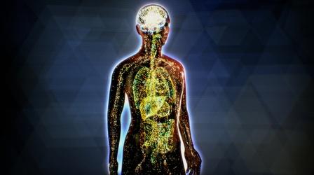 Video thumbnail: NOVA What is the Endocannabinoid System?