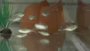 Could a blind fish help humans with sleep problems?