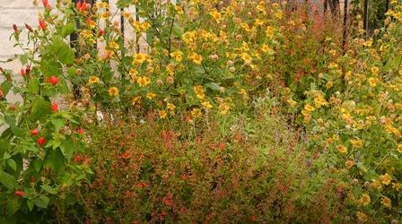 Video thumbnail: Central Texas Gardener Native Plant Garden from Scratch in HOA: Kathleen Scott