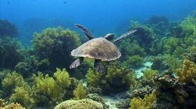 Video thumbnail: EcoSense for Living Ocean Health - Creatures Speak