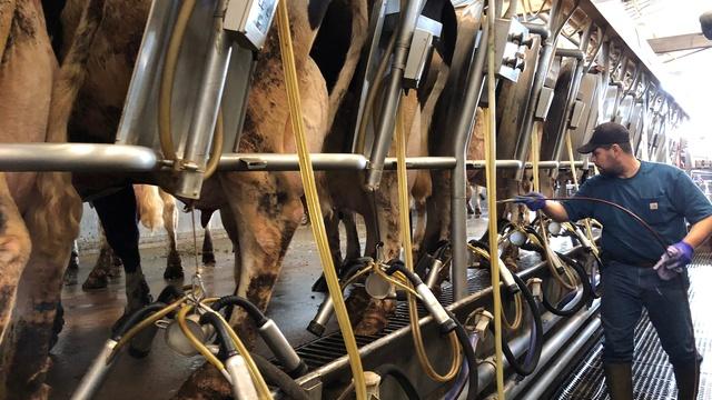 Farms face calls to protect workers as virus spreads in cows