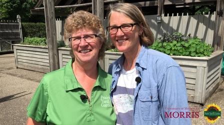 Video thumbnail: Prairie Yard & Garden Nature Based Therapeutics