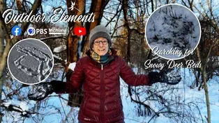 Searching for Snowy Deer Beds