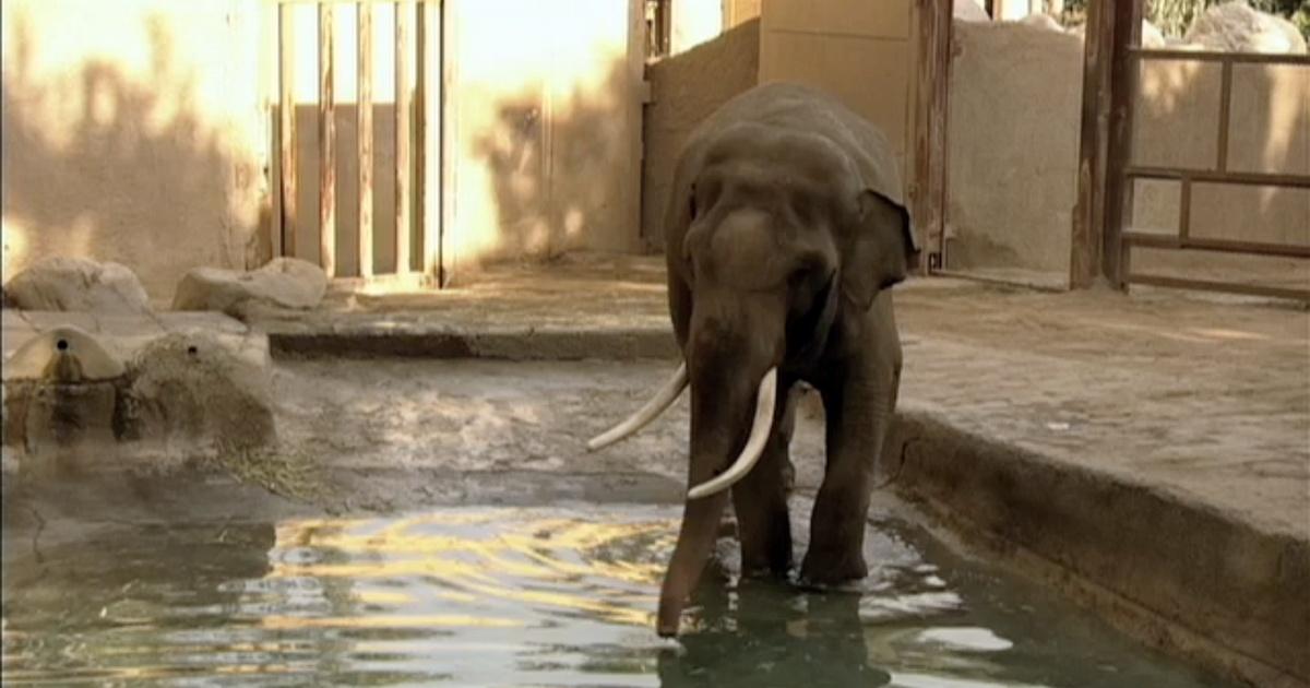 SoCal Connected Pachyderm Politics The Battle Over Billy the