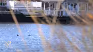 'Nobody seems to be happy' with revised DEP flood rules