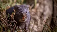 Water Vole's Risky Swim