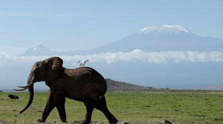 Video thumbnail: PBS NewsHour How lessons from fighting terrorism are saving elephants