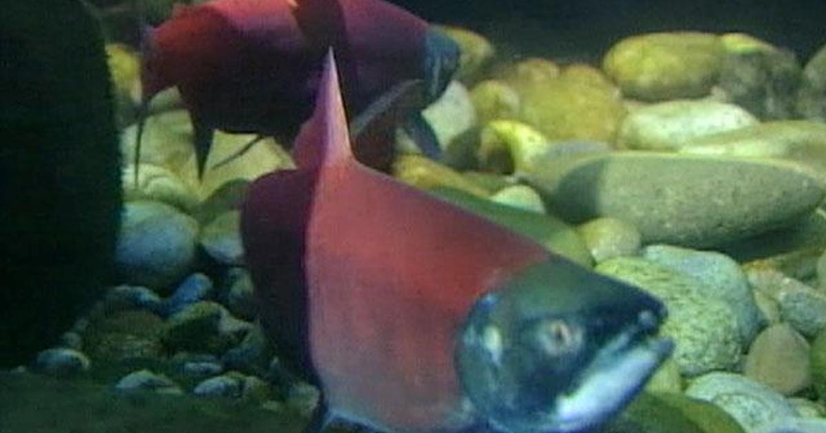 Trek Fish Science Trek | D4K: Fish | WSIU