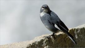 Meet the Bird that Nests Inside Glaciers: asset-mezzanine-16x9