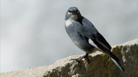 Video thumbnail: Kingdoms of the Sky Meet the Bird that Nests Inside Glaciers