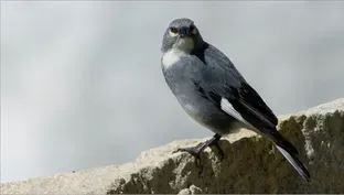 Meet the Bird that Nests Inside Glaciers