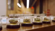 Cannabis Preview