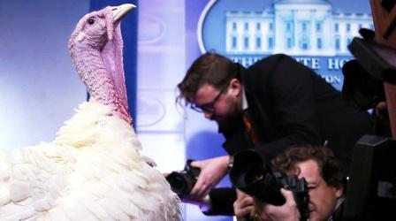 Video thumbnail: PBS NewsHour The surprising history behind the Thanksgiving turkey pardon