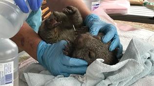 Watch as an Orphaned Wombat Receives Care
