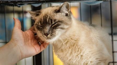Video thumbnail: Animal Talk Integrating a Cat Into a Multi-Pet Home