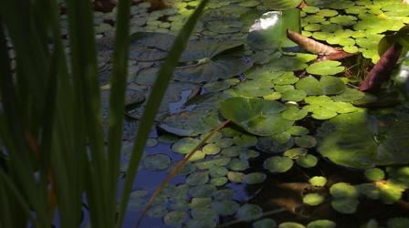 Video thumbnail: Modern Gardener Utah Water Gardens and Ponds