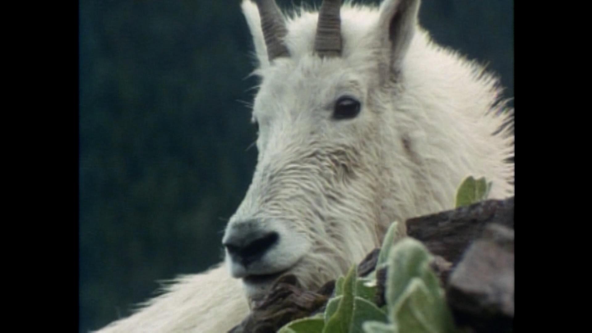 Crown of the Continent Waterton/Glacier National Park Nature THIRTEEN New York Public Media