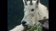 Crown of the Continent: Waterton/Glacier National Park