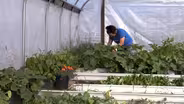Pandemic pauses this Arctic gardening guru's plan for growth