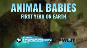 Video thumbnail: WLJT-DT Animal Babies: First Year on Earth