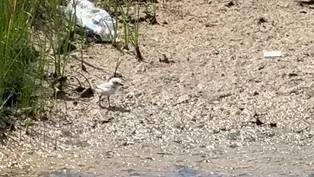 Piping Plover Chick at Montrose Beach