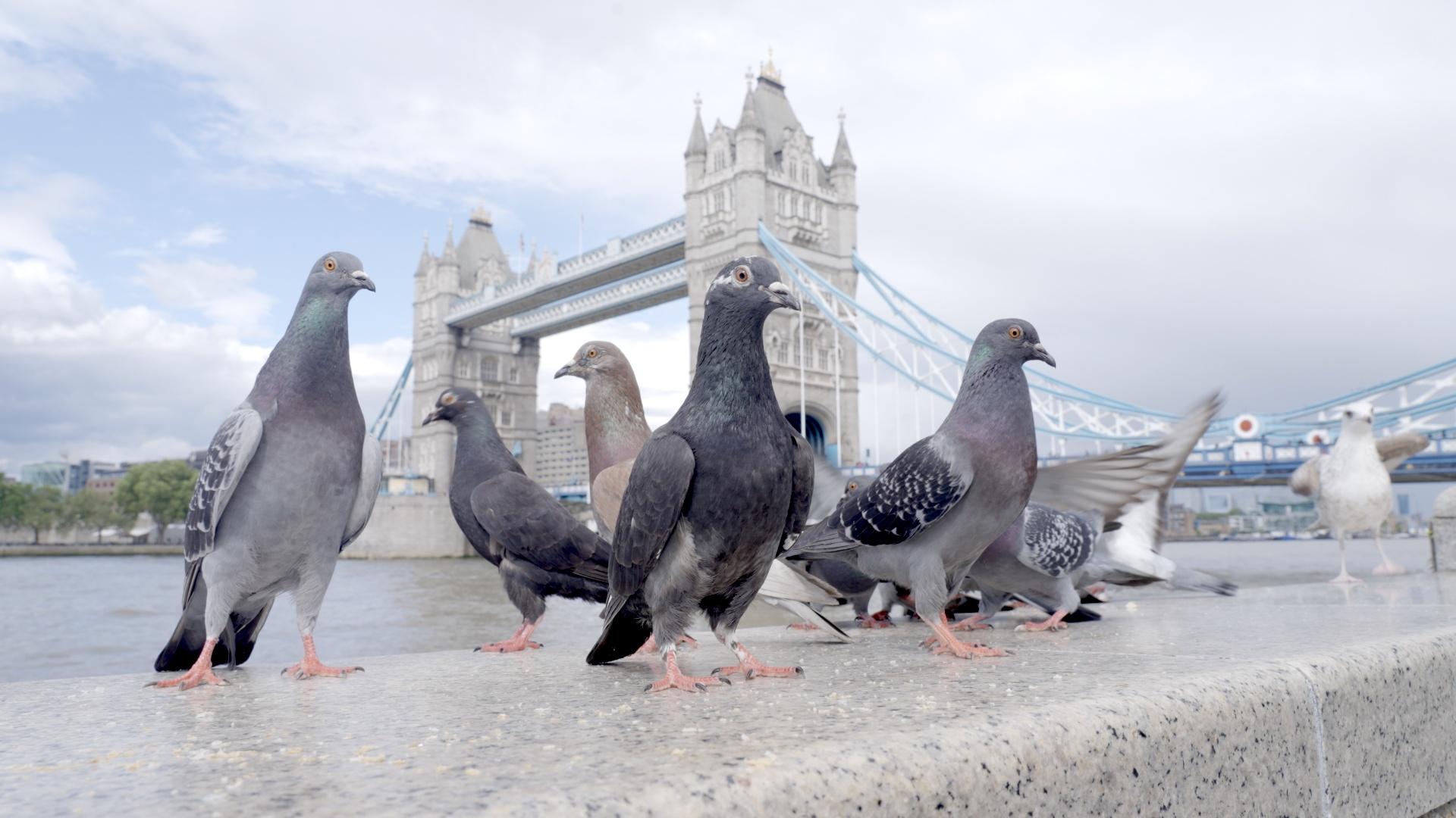 Uncover the secret world of New York and London’s resilient pigeon flocks.