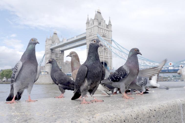 The Pigeon Hustle Poster