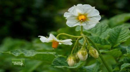 Video thumbnail: You Bet Your Garden You Bet Your Garden Ep: 148 Potato Plant Sprouts