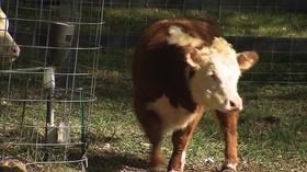 Video thumbnail: Tennessee Crossroads Tennessee Crossroads 3132