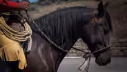 Horse Trainer