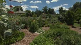 Video thumbnail: Volunteer Gardener Volunteer Gardener 2808