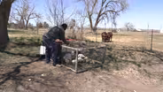 Regenerative Black-owned farming: Wild Boyd Farm LLC