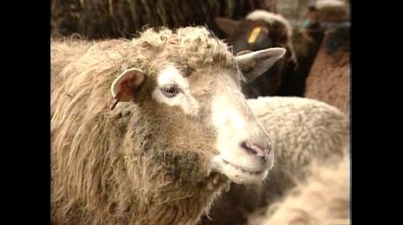 Video thumbnail: Rural Free Delivery Rare Sheep/Spinnery-Knitting-Yarn Dyeing