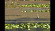 D4K: Wetlands Video Short