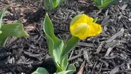 Yellow Tulip Project