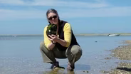 Why are horseshoe crabs called crabs?