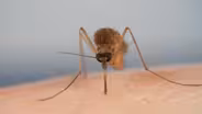 5 of the Worst Tiny Bloodsuckers That Have Ever Bitten Us