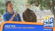 Little Rock Zoo: Bald Eagles