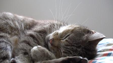 Video thumbnail: PBS39 News Reports PET SCAMS