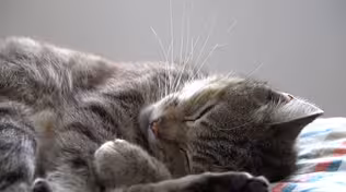 PET SCAMS