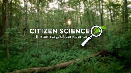 Video thumbnail: THIRTEEN Previews Citizen Scientist: How to Become One