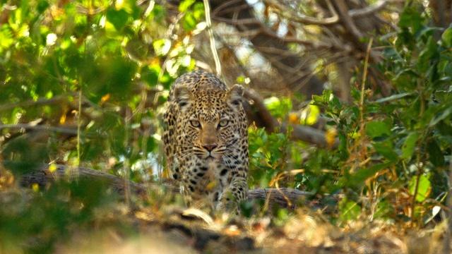 Big Cats 24/7 | Leopard Risks Stealing a Kill from a Male Lion