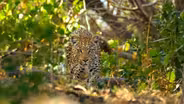 Leopard Risks Stealing a Kill from a Male Lion