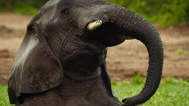 Elephants and Hippos Play Hide and Seek