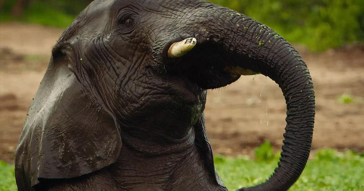 Nature | Elephants and Hippos Play Hide and Seek | Season 40 | Episode ...